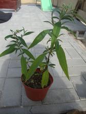 komule davidova- buddleja bílá