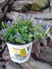 gentiana luis -výprodej