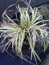 carex oshimensis evergold