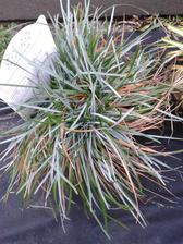 Sesleria caerulea