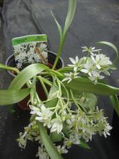ornitogalum