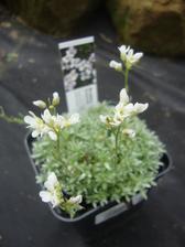 Arabis kellereri- huseník