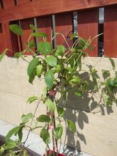 Actinidia- kiwi