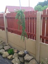 larix royal gold- kmínek 150 cm