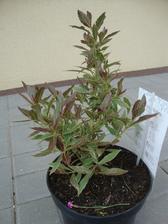 weigelia florida