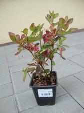 azalea canzonetta