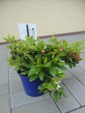 azalea japonica adonis