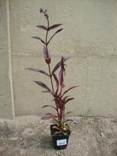 penstemon digitalis husker red strain