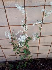 rdesno -Polygonum baldschuanicum