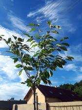 Prunus serrulata