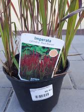 Imperata cylindra