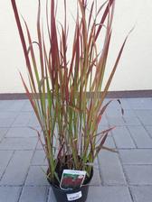 Imperata cylindra Red baron