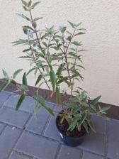 caryopteris