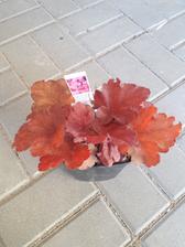 heuchera