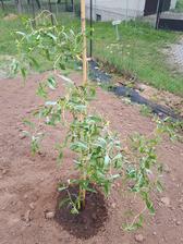 Salix erythroflexuosa