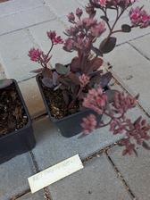 sedum