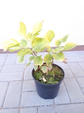 Ruj vlasatá- Cotinus