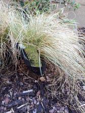 carex