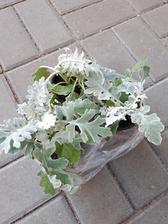 senecio
