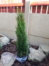 Thuja smaragd