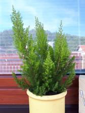 Erica arborea