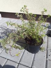 potentilla- mochna