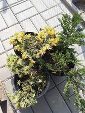 juniperus horizontalis-3 různé kultivary