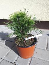 pinus mugo varella