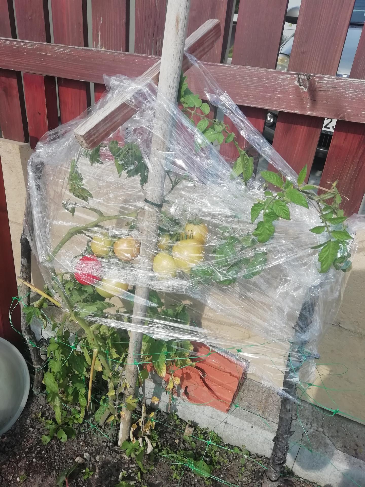2022 - improvizovaný skleník na poslední rajčata :)