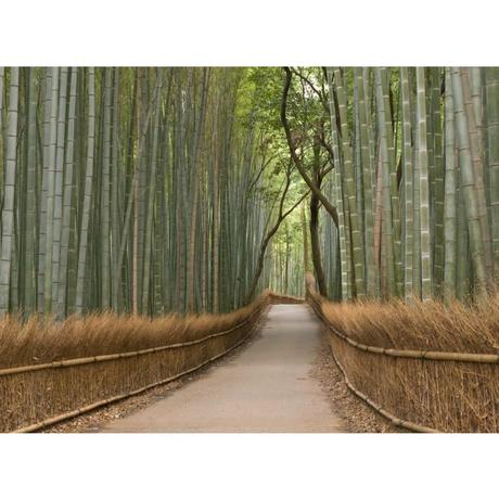 Fototapeta, Bambus, 315 x232cm - Obrázok č. 1