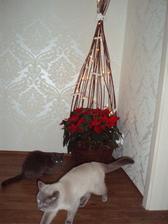 Vánoce 2010