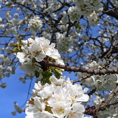 Naša veľká záhradka.... Miesto nekonečných možností 🌷