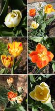cibulky tulipánů jsme dostali jako dárek z Holandska