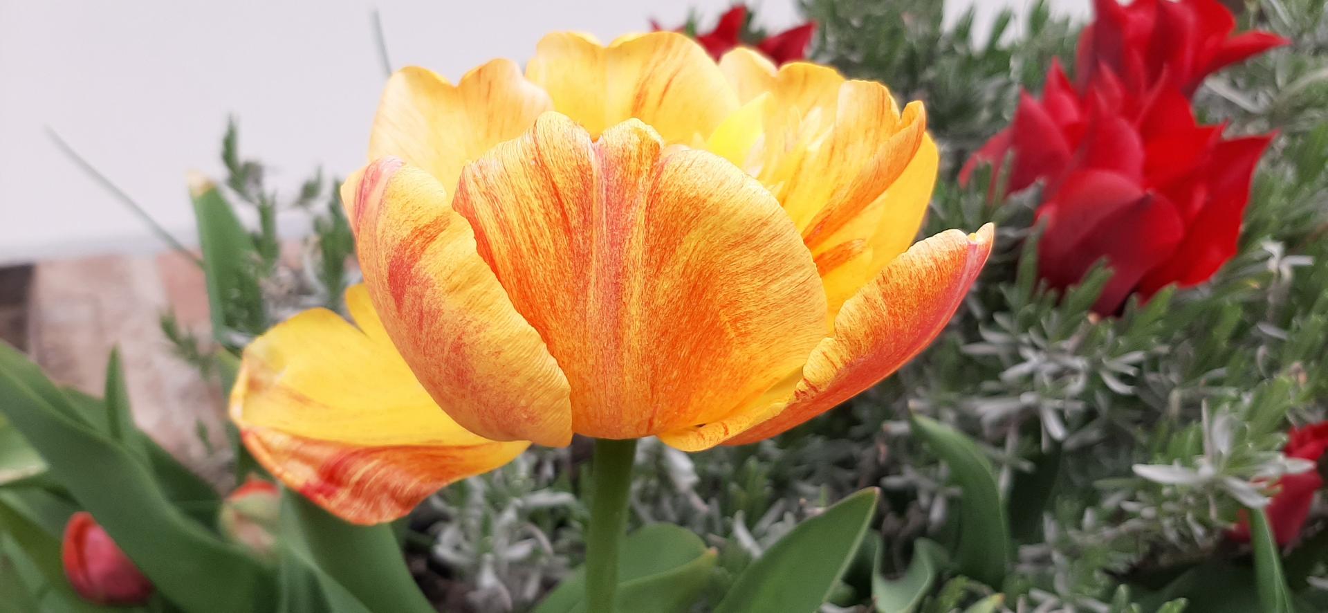 Rok 2020 - plnokvětý tulipán, nádherně voní