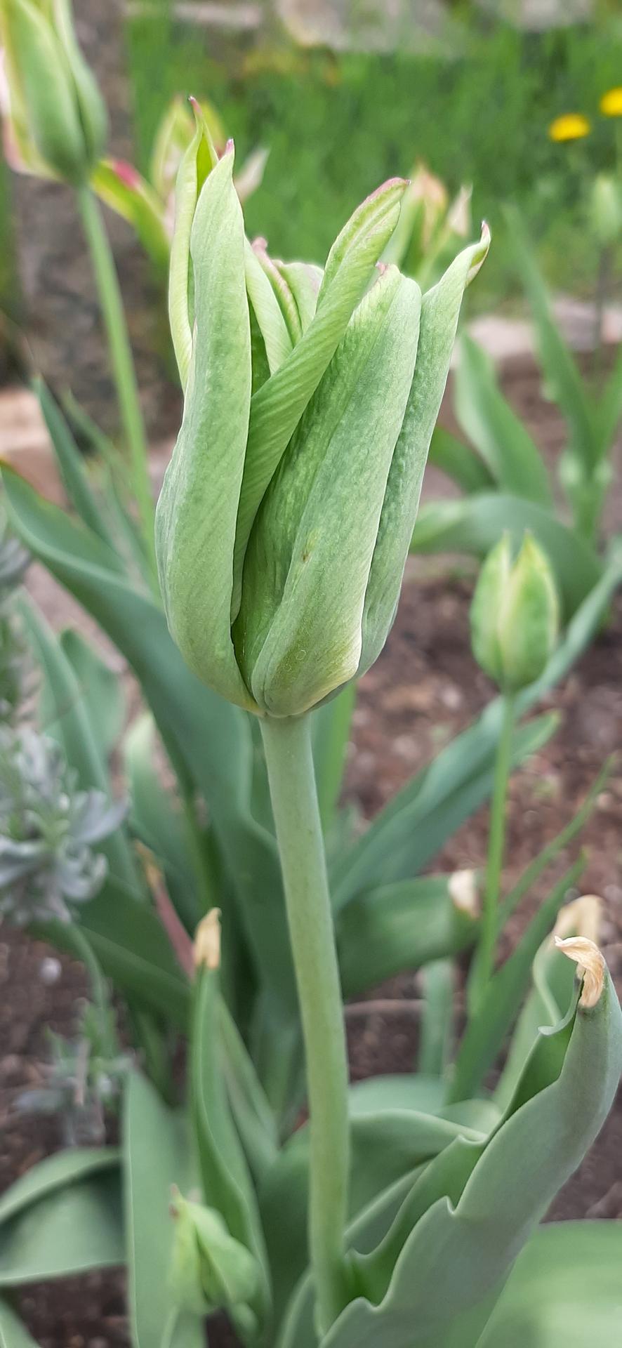 Rok 2020 - zelený tulipán 