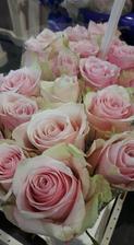 Pink Athena