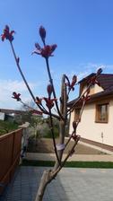 april - javor