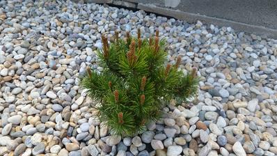 pinus mugo