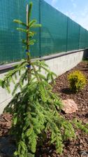 Picea Abies "Inversa"