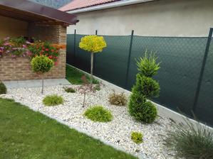 ginkgo krasne zozltlo