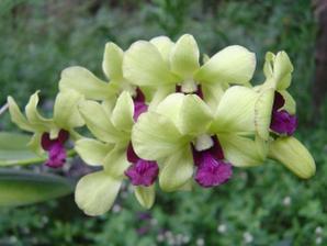 and orchids