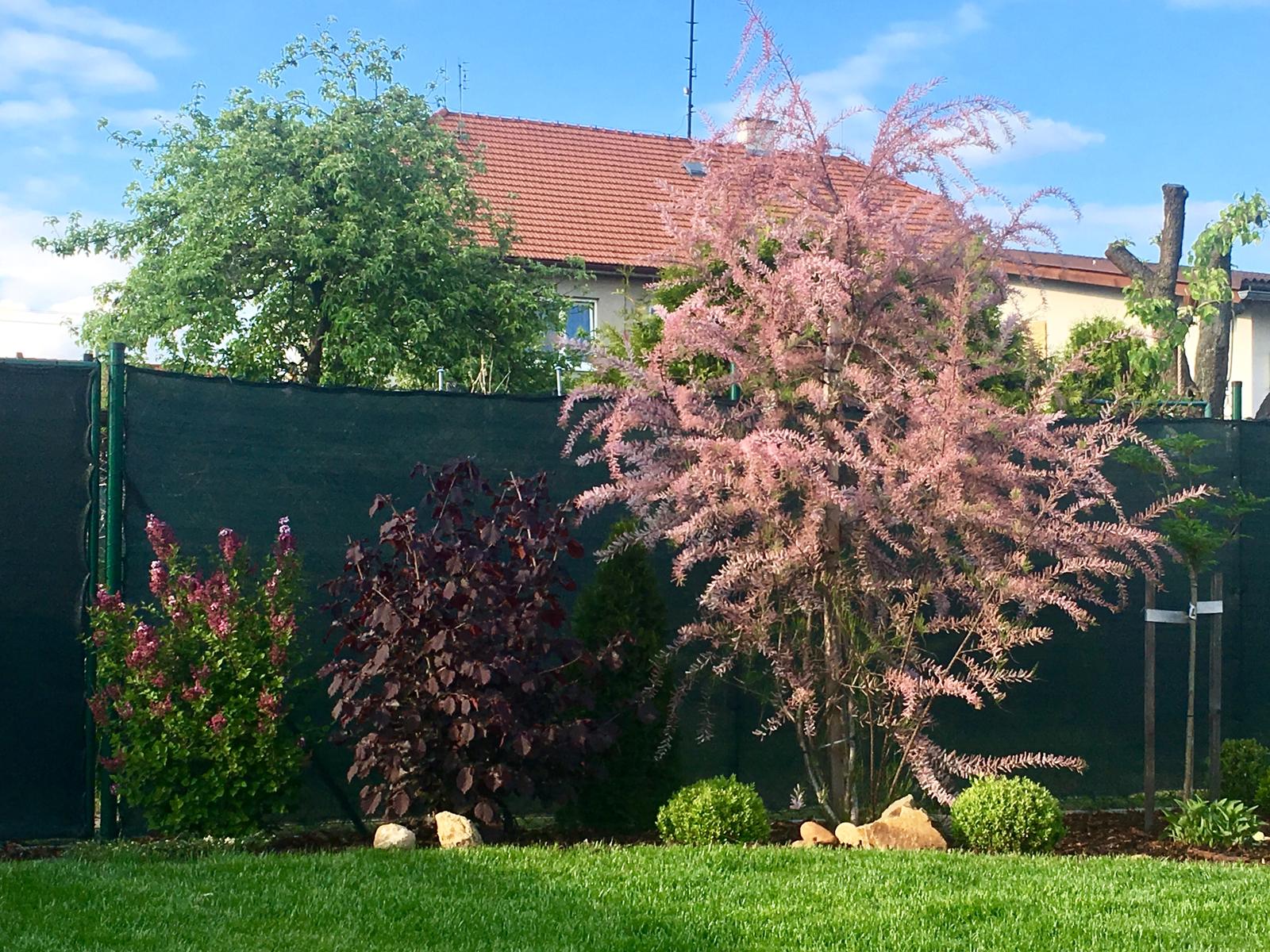 Naše zahradka s láskou ❤️ - Krásný tamarysek