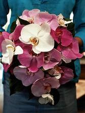dalsie orchidejky farebne inak