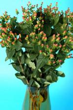 hypericum