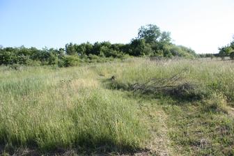 Džungľa.