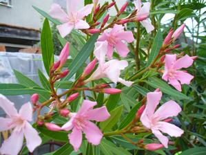 rozkvitnutý oleander