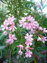 oleander - plno kvietkov