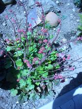 Heuchera