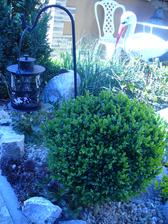 buxus na pieniku