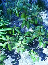 rododendrón nevymrzol
